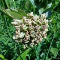 Pontederia hastata L.